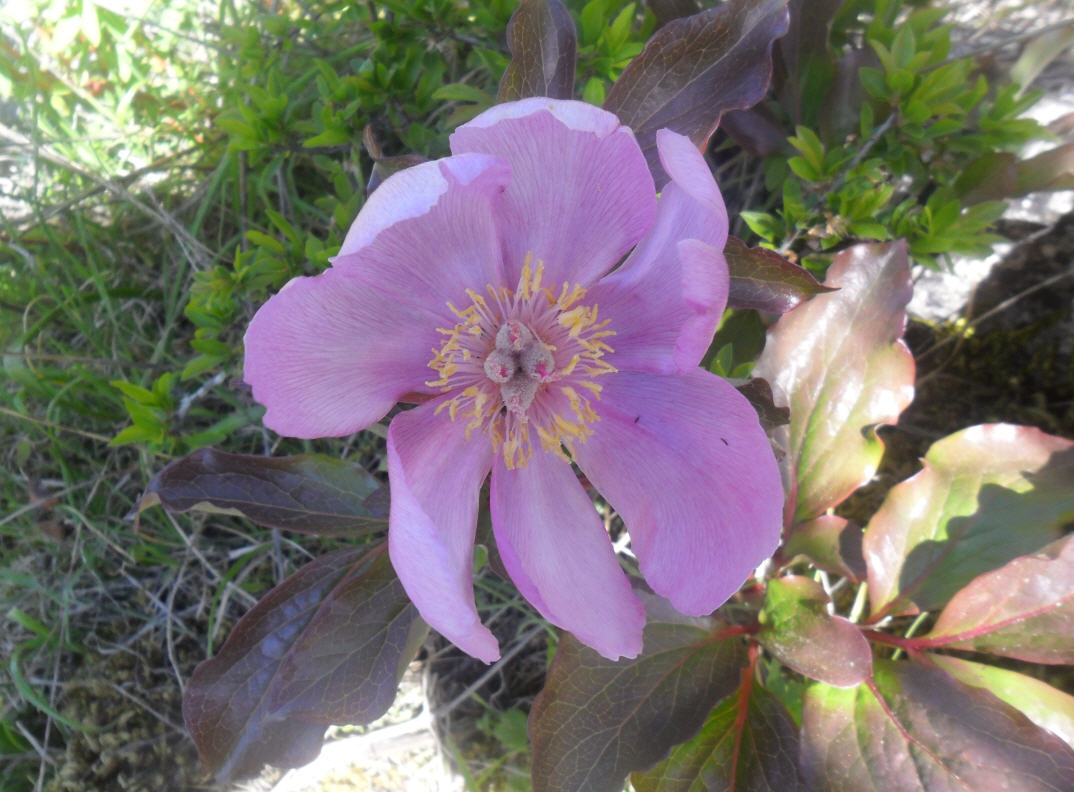 Paeonia mascula